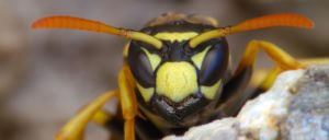 The European Wasp in Perth