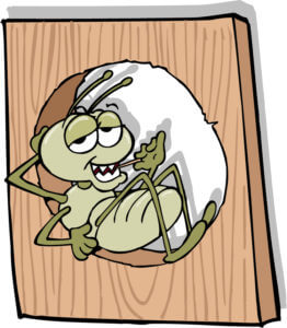 The inspection begins by checking out all of the areas where these pesky insects can gain access to your home and reach potential food sources.