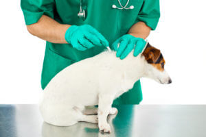 Great Flea Treatment Tips by Veterinarian