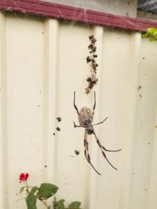 free from spiders