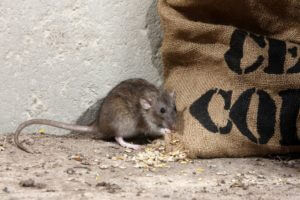 Advice to Perth home and business owners concerned with Stored Product Pests
