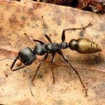 Bull ants are a species of ant that do not venture inside very much. 
