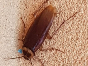 Here's a guide on what you can do to get rid of cockroaches.
