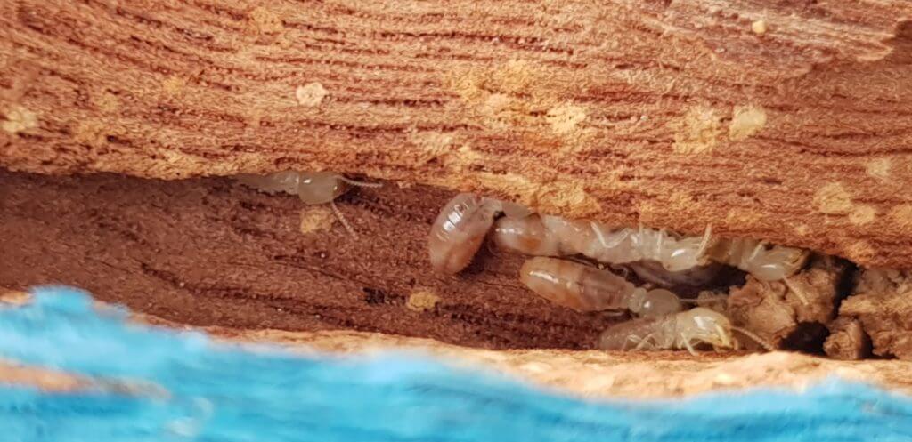 How to Get Rid of Termites or Termite FAQs