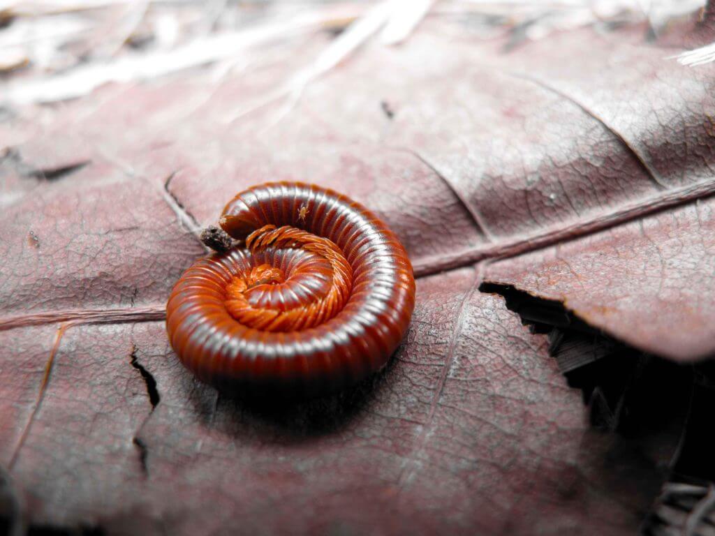 how to get rid of millipedes