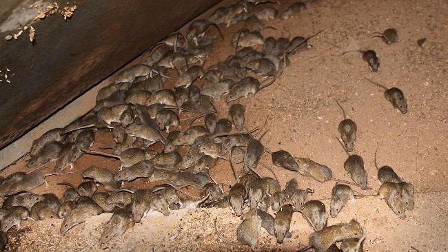 pest control perth, exterminator, natural pest control, pest removal, mouse control, rodent pest control, vermin control, local pest control, environmental pest control, mice infestation, 24 hour pest control, best pest control near me, rat pest control near me, pest inspection, rat exterminator, best pest control, rat exterminator near me, safe pest control, green pest control, cheap pest control near me, mouse infestation, indoor pest control, environmentally friendly pest control, insect pest control, commercial pest control services