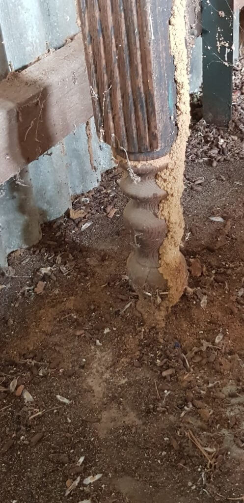Pest Control – Termites