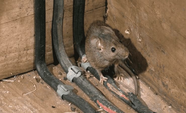 pest control Perth, exterminator, cockroach spray, home pest control, bug control Perth, mouse exterminator, types of roaches, how to catch a cockroach, how does cockroach bait work, boric acid cockroach killer, german cockroach spray, boric acid powder for roaches, best pesticide for cockroaches, combat cockroach, light brown cockroach