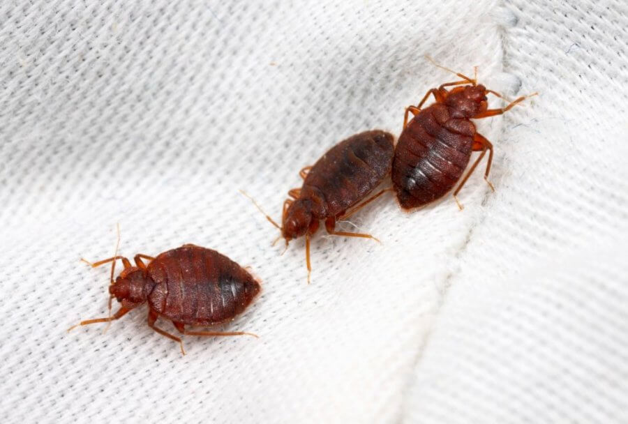 bed bug bites, bed bug treatment, what causes bed bugs, bed bug killer, bed bug bites look
like, bedbugs on mattress, how do i get rid of bed bugs, where do bed bugs hide, how to
avoid bed bugs, best bed bug spray, what to do in bed, bed bug detector, what to do for bed
bug bites, bed bugs how do you get them, bed bug pest control Perth cost, does heat kill bed
bugs