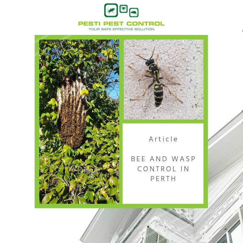 If you find any hives or nests in your area, be sure to report your sighting to us. We are your most reliable pest control services in Perth. We facilitate safe and efficient bee and wasp control and removal to ensure your neighbourhood stays bug-free.