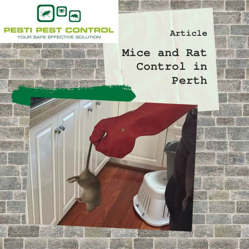 To us humans, there’s nothing as frustrating as knowing we’re harbouring vermin in our homes. Mice and rats, especially, are a bane to households as they not only destroy or gnaw into things, but can also carry disease-causing pathogens. Therefore, it makes sense to enlist the help of Pesti Pet Control, for reliable mice and rat control services in Perth.