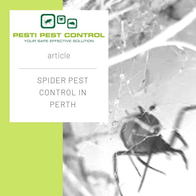 Most people are afraid of spiders. Even when we know they can't hurt us, our feelings can range from dislike to outright terror. In Western Australia, there are hundreds of species of spiders. However, only a few really pose serious risks to humans and pets. In households, though, nobody wants to take any chances. If you live in Perth or the surrounding area, the moment someone is bitten, you know you have to call in spider pest control services in Perth.