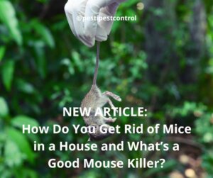 How Do You Get Rid of Mice in a House and What’s a Good Mouse Killer?