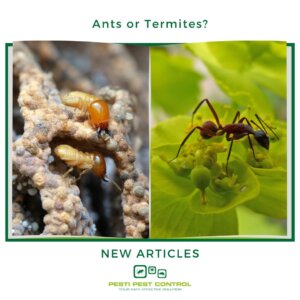 Flowering Season -Wasps, Bees, Flies