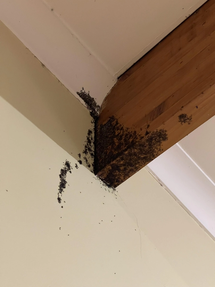 Ant Infestation