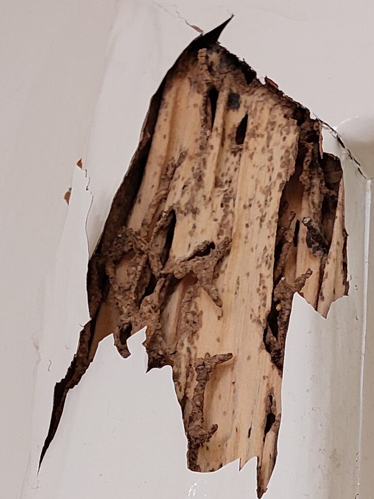 Termite damage pesti pest control perth