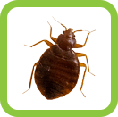 Bed bug