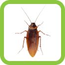 Cockroach