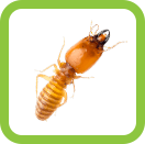 Termite Treatment