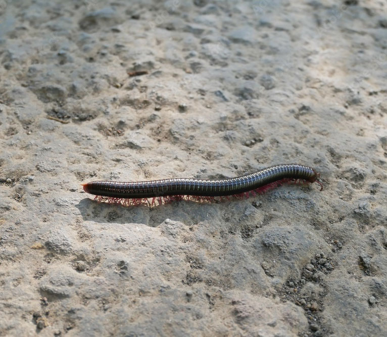 Portuguese Millipedes