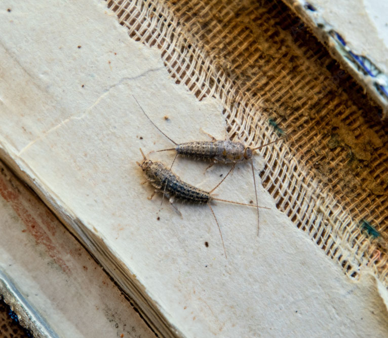 Silverfish Treatment